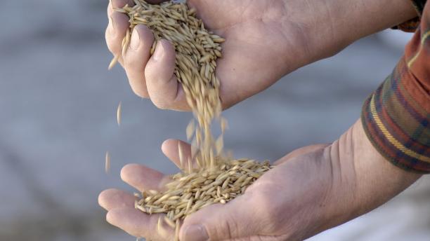 Värdet av vegetabilieproduktionen uppskattas öka med knappt 8 procent. &Ouml;kningen gäller främst för spannmål, fodergrödor, potatis, grönsaker och frukt.